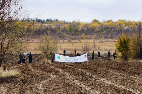 В Волгоградской области стартовала всероссийская акция «Сохраним лес»